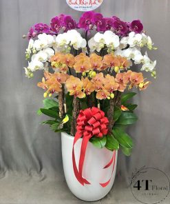 Chậu lan hồ điệp - HĐ56