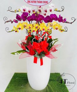 Chậu lan hồ điệp - HĐ55