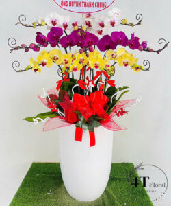 Chậu lan hồ điệp - HĐ55