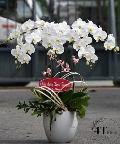 Chậu lan hồ điệp - HĐ54