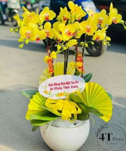 Chậu lan hồ điệp - HĐ53