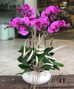 Chậu lan hồ điệp - HĐ52