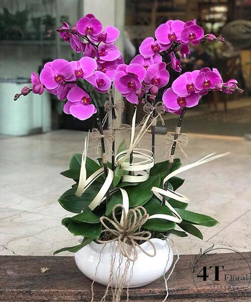 chậu lan hồ điệp 6 cành tím