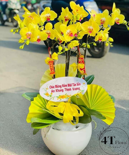 chậu lan hồ điệp 6 cành