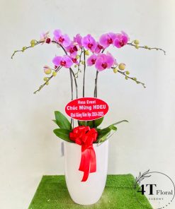 Chậu lan hồ điệp - HĐ51