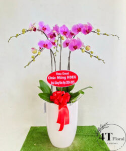 Chậu lan hồ điệp - HĐ51