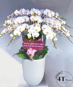 Chậu lan hồ điệp - HĐ50