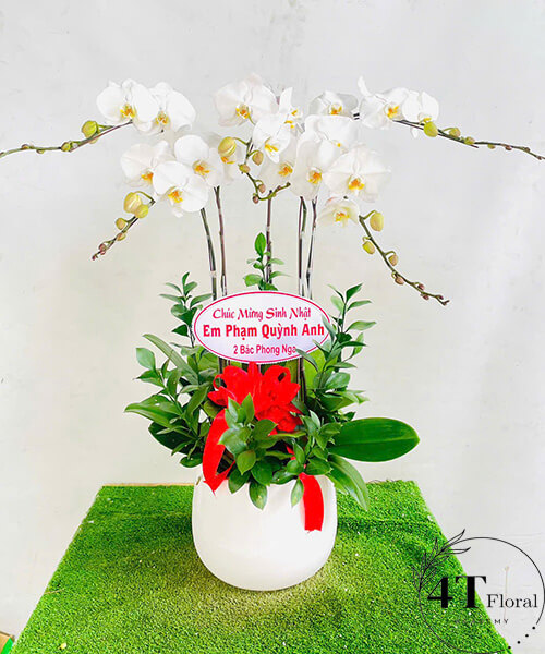 chậu lan hồ điệp để văn phòng