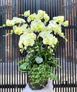 Chậu lan hồ điệp - HĐ49