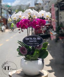 Chậu lan hồ điệp - HĐ47