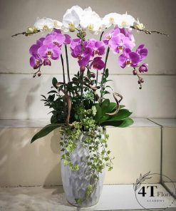 Chậu lan hồ điệp - HĐ46