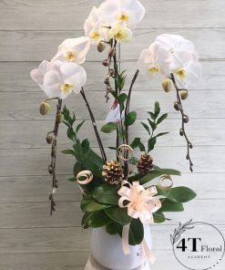 Chậu lan hồ điệp - HĐ45