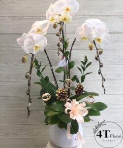 Chậu lan hồ điệp - HĐ45