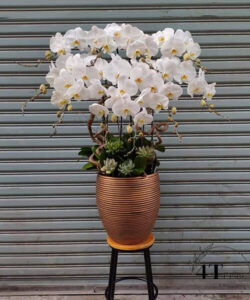 Chậu lan hồ điệp - HĐ44