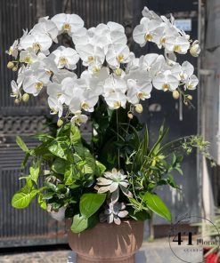 Chậu lan hồ điệp - HĐ43