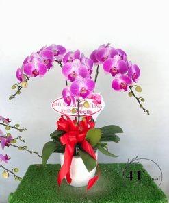 Chậu lan hồ điệp - HĐ42