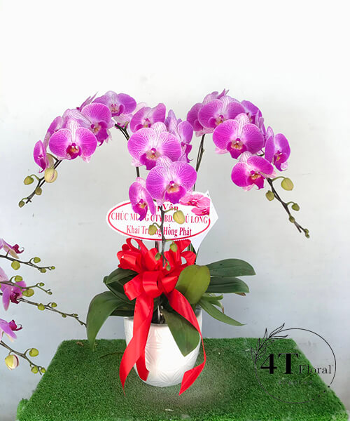 chậu lan hồ điệp hồng 3 cành