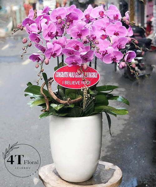 chậu lan hồ điệp hồng 8 cành