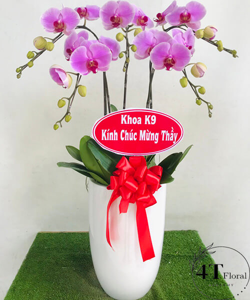 chậu lan hồ điệp hồng chúc mừng khai trương