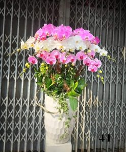 Chậu lan hồ điệp - HĐ39