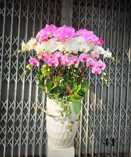 chậu lan hồ điệp hồng mix trắng