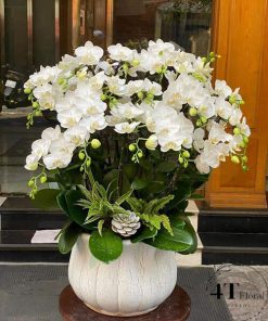 Chậu lan hồ điệp - HĐ37