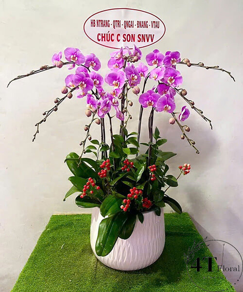 chậu lan hồ điệp màu tím hồng