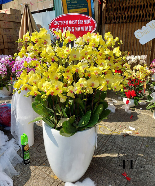 chậu lan hồ điệp màu vàng