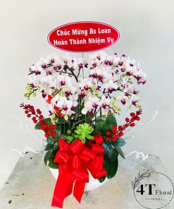 Chậu lan hồ điệp - HĐ33