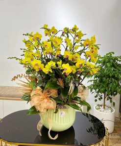 Chậu lan hồ điệp - HĐ32