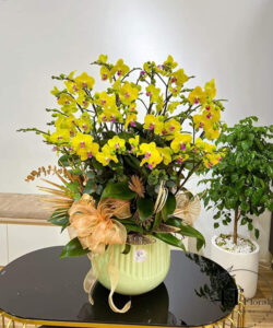 Chậu lan hồ điệp - HĐ32