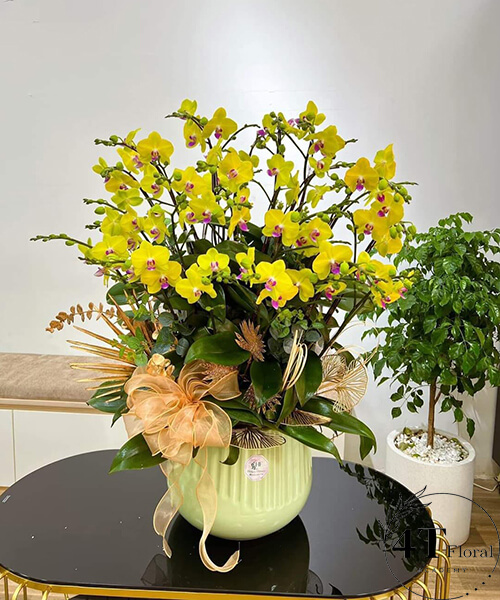 chậu lan hồ điệp mini vàng