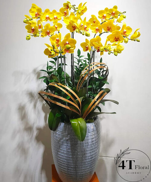 chậu lan hồ điệp nhập khẩu