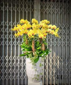 Chậu lan hồ điệp - HĐ30