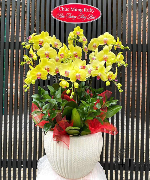 chậu lan hồ điệp tặng bạn