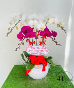 Chậu lan hồ điệp - HĐ28