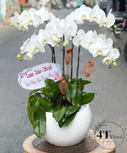 Chậu lan hồ điệp - HĐ27