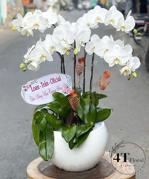 chậu lan hồ điệp tặng khai trương