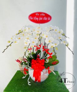 Chậu lan hồ điệp - HĐ26