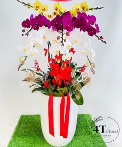 Chậu lan hồ điệp - HĐ25