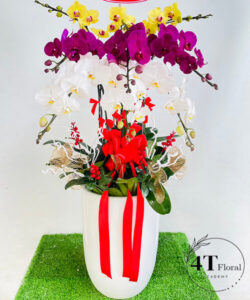 Chậu lan hồ điệp - HĐ25