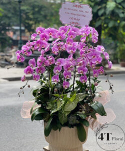 Chậu lan hồ điệp - HĐ24