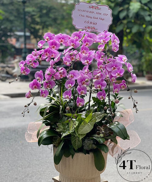 chậu lan hồ điệp tím chúc mừng sinh nhật