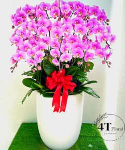 Chậu lan hồ điệp - HĐ23