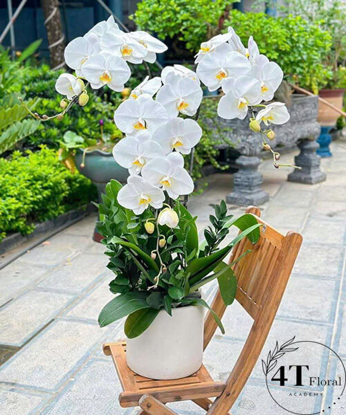 chậu lan hồ điệp trắng 3 cành