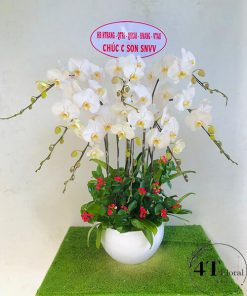 Chậu lan hồ điệp - HĐ21