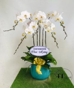 Chậu lan hồ điệp - HĐ20