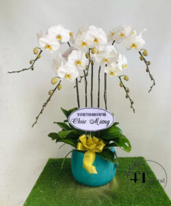 Chậu lan hồ điệp - HĐ20