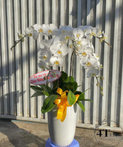 Chậu lan hồ điệp - HĐ19