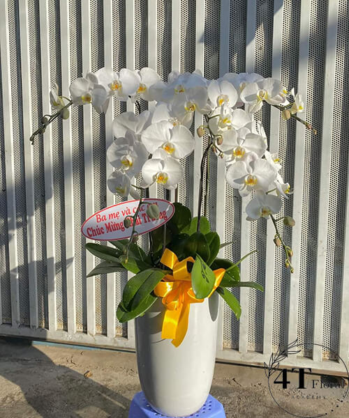 chậu lan hồ điệp trắng chúc mừng khai trương